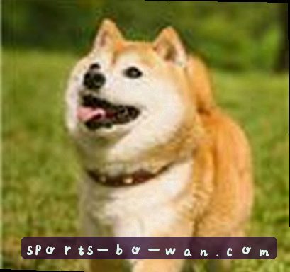王磊